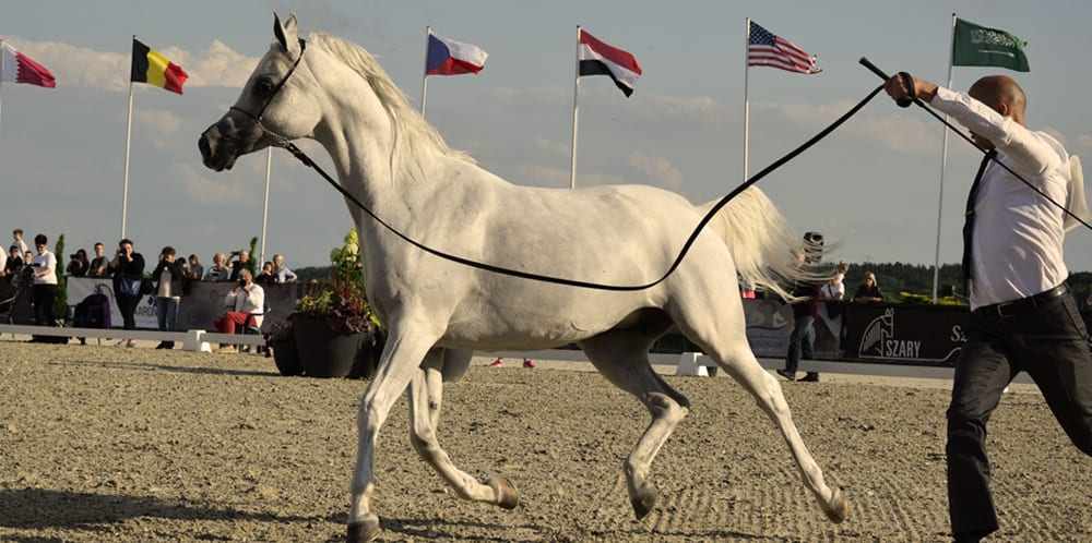Pokaz i ocena koni arabskich